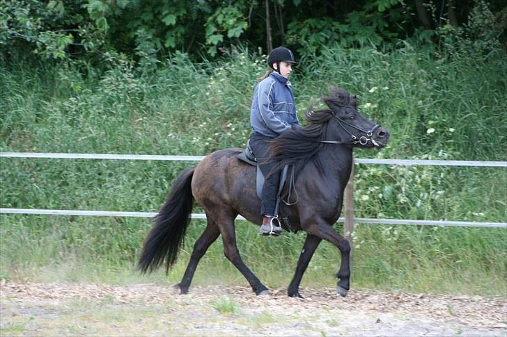 Islænder Prinsessa f. Midgaard - Tølt til Rasmus kursus juni 2009 billede 19