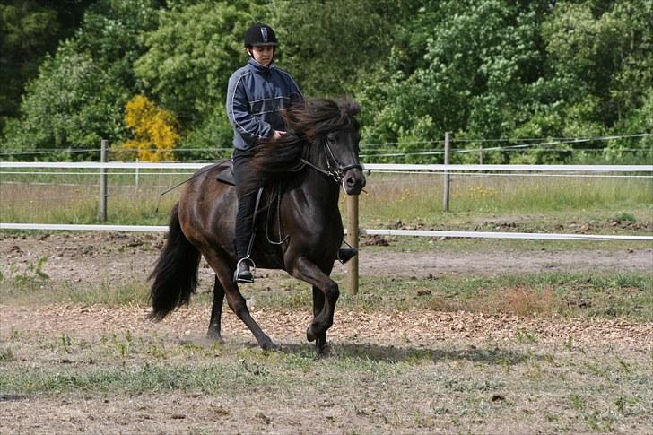 Islænder Prinsessa f. Midgaard - Tølt til Rasmus kursus juni 2009 billede 20