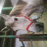 Hollandsk Sportspony silver (Rideskole-pony)