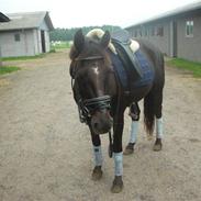 Anden særlig race Monique