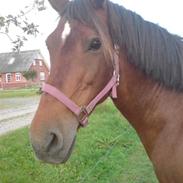 Anden særlig race musse