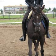 Anden særlig race Monique