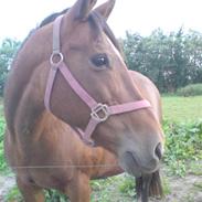 Anden særlig race musse