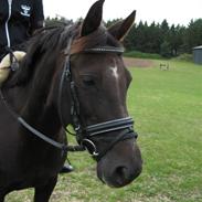 Anden særlig race Monique