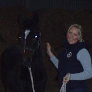 Dansk Varmblod Lillevangs Gaia