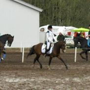 Tysk Sportspony Tatjana 