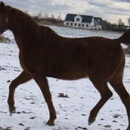 Traver A' Lucky Dirt solgt