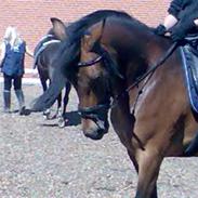 Anden særlig race spirit 