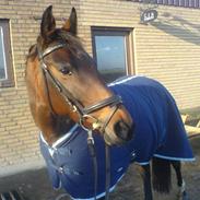 Anden særlig race Diva <3 #solgt#.