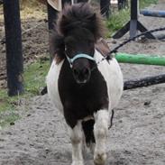 Shetlænder Harlekin