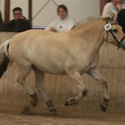 Fjordhest Mosegårdens Aslaug
