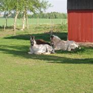 Fjordhest Mosegårdens Aslaug