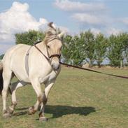 Fjordhest Mosegårdens Aslaug