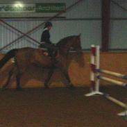 Dansk Varmblod Castella