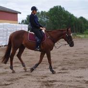 Fuldblod (XX) Walk The line xx