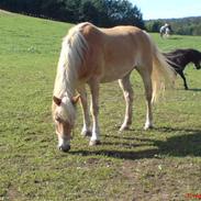 Tyroler Haflinger | Celesta - Solgt.