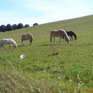 Tyroler Haflinger | Celesta - Solgt.