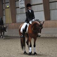 Tysk Sportspony Magic <3333 B-PONY