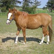 Anden særlig race Fortunes Spedy Consales