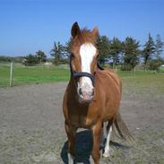 Anden særlig race Fortunes Spedy Consales