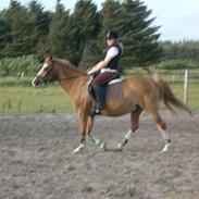 Anden særlig race Fortunes Spedy Consales