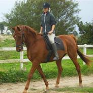 Traver A' Lucky Dirt solgt