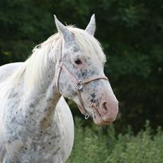 Knabstrupper Coco`s Midnight Beauty 