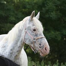 Knabstrupper Coco`s Midnight Beauty 