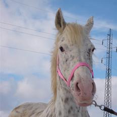 Knabstrupper Coco`s Midnight Beauty 