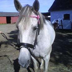 Hollandsk Sportspony silver (Rideskole-pony)