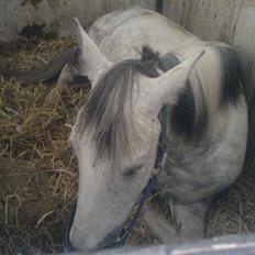 Hollandsk Sportspony silver (Rideskole-pony)