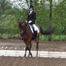 Welsh Cob (sec D) Lange Linden'S Diega