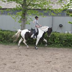 Anden særlig race Baltic Willow <3