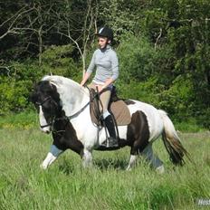 Anden særlig race Baltic Willow <3