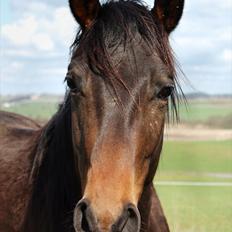Trakehner Legendo Tremhuse *DØD*