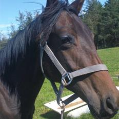 Trakehner Legendo Tremhuse *DØD*