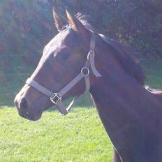 Trakehner Legendo Tremhuse *DØD*