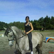 Arabisk fuldblod (OX) El. Yasoon of Tas OX