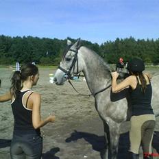 Arabisk fuldblod (OX) El. Yasoon of Tas OX