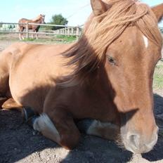 Islænder Laufa f Birkegården SOLGT