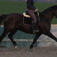 Dansk Varmblod Snow Bird SOLGT