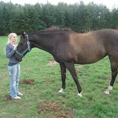 Dansk Varmblod Snow Bird SOLGT