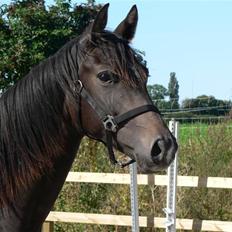 Dansk Varmblod Miss Light