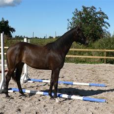 Dansk Varmblod Miss Light