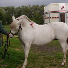 Welsh Mountain (sec A) schnoor`s tifan faye