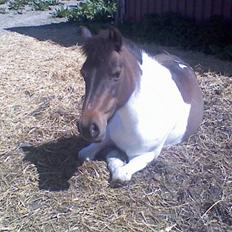 Anden særlig race min evigt elskede Fie †<3