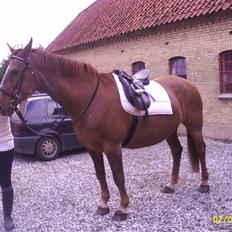 Dansk Varmblod Zenobie<3