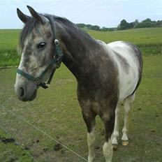 Anden særlig race Ib ( gammel låne hest )