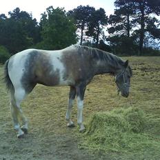 Anden særlig race Ib ( gammel låne hest )