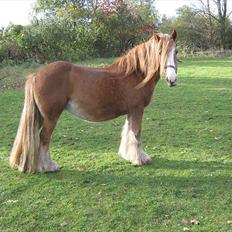 Irish Cob Miss Fire (solgt)